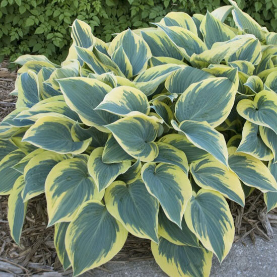 6250330_hosta_first_frost_01