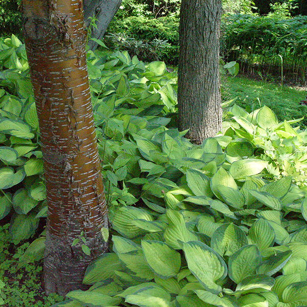 3233786_hosta_gold_standard_01