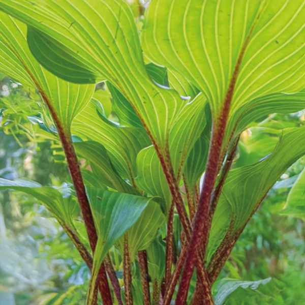 9254788_hosta_goosberry_sundae_01