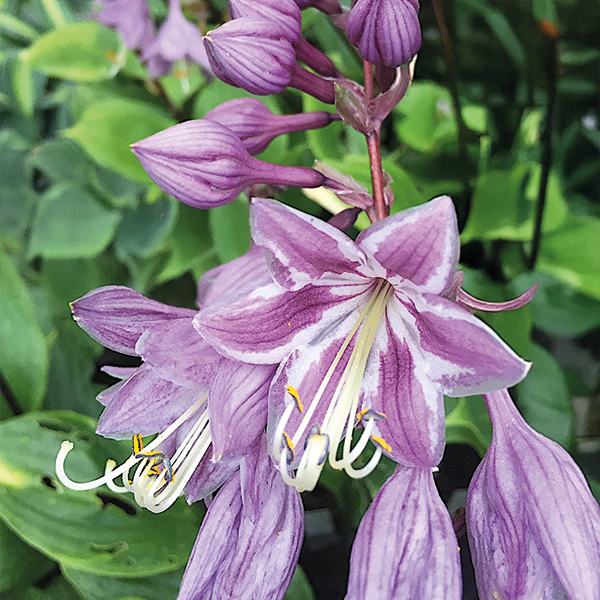 9254788_hosta_goosberry_sundae_03