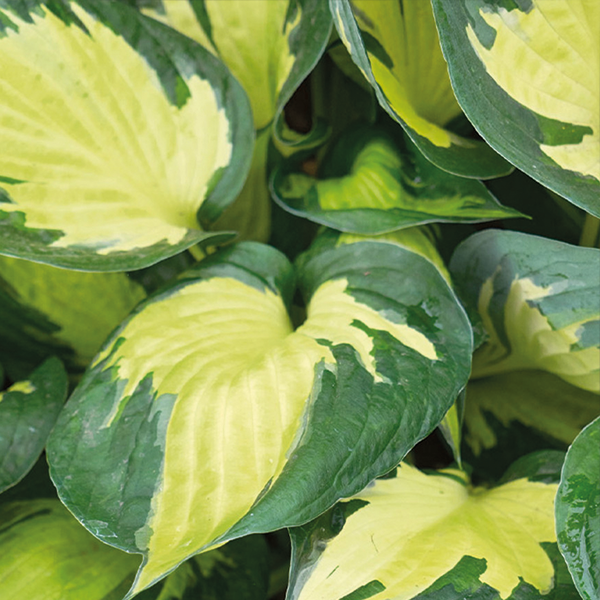 9254784_hosta_morning_star_01