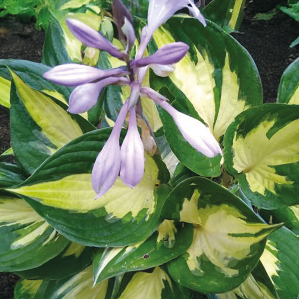 9254784_hosta_morning_star_02