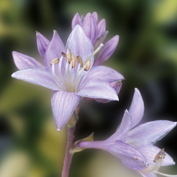 9254784_hosta_morning_star_03