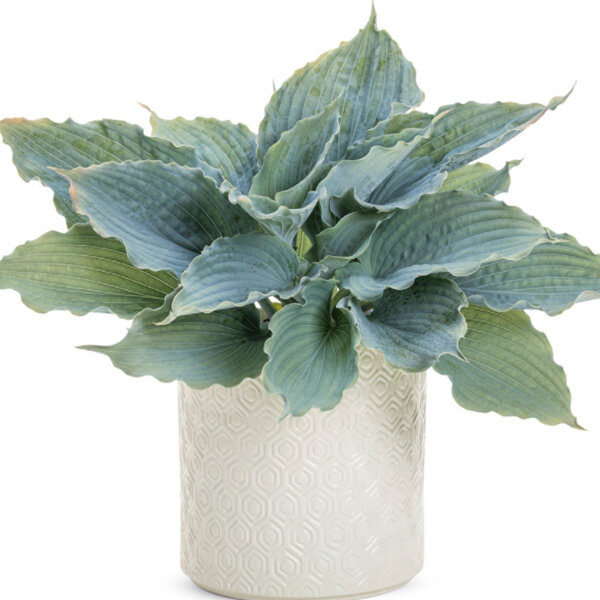 6212578_hosta_shadowlandr_diamond_lake_01