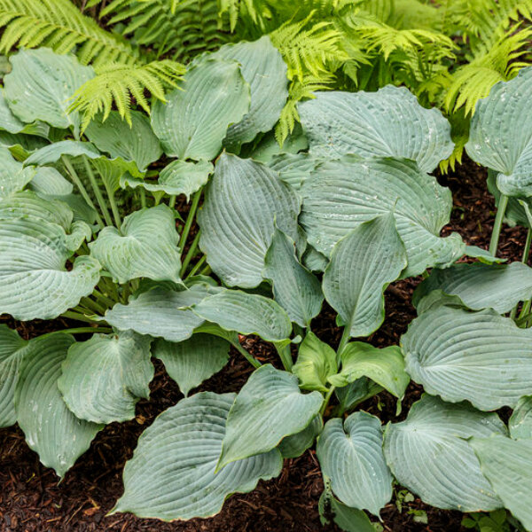 6212578_hosta_shadowlandr_diamond_lake_02