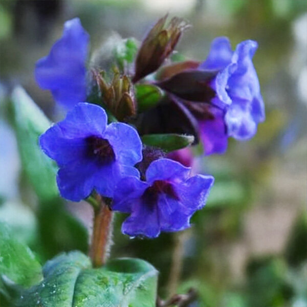 7254726_pulmonaria_blue_ensign_01