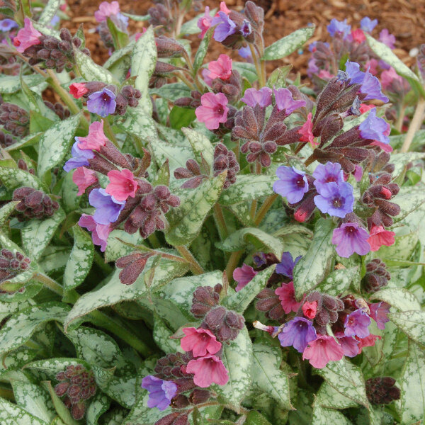 4223509_pulmonaria_high_contrast_01