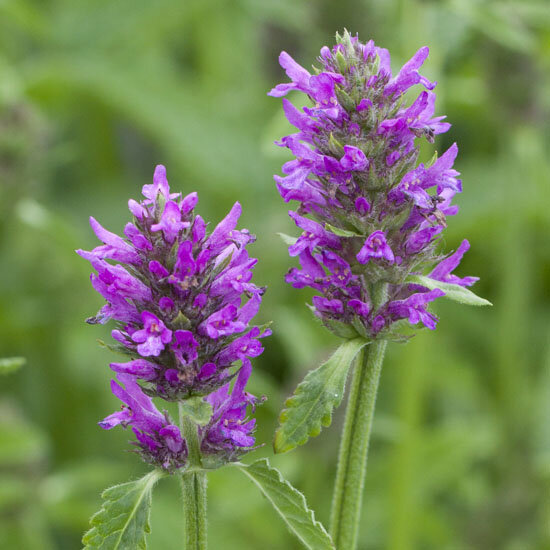 6250672_stachys_hummelo_01