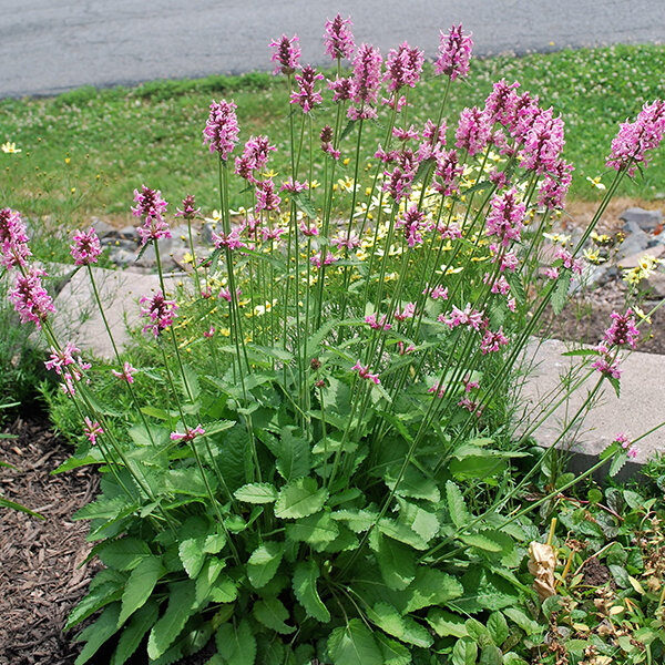 8252850_stachys_pink_cotton_candy_02