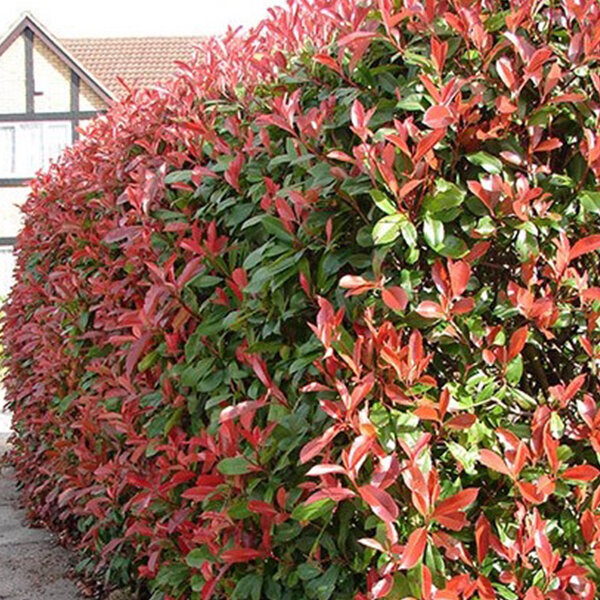 7252037_photinia_red_robin_01