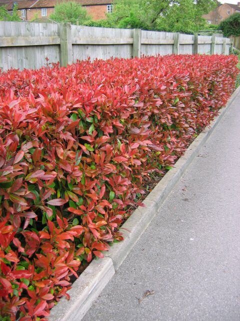6252037_photinia_red_robin_03