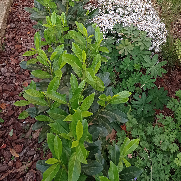 4253664_prunus_elly_01