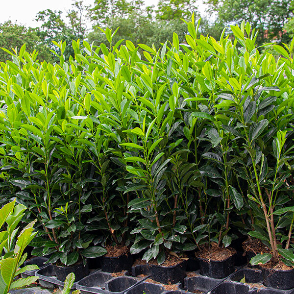 4253664_prunus_elly_02