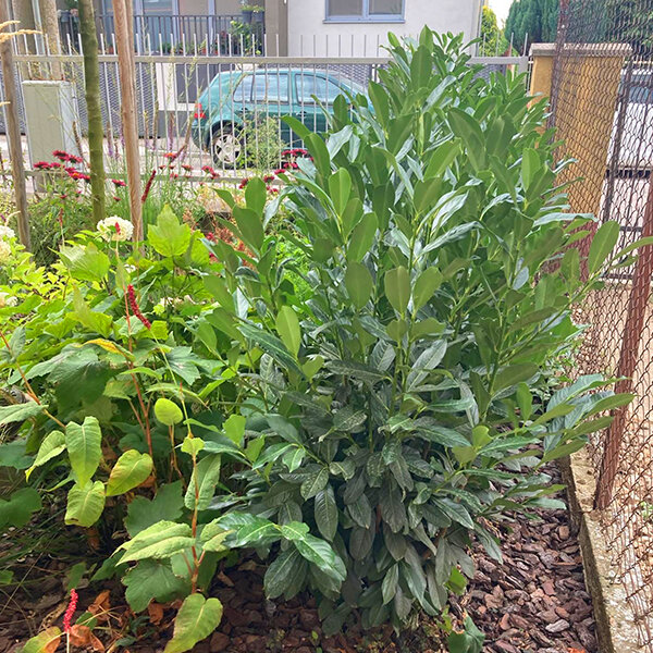 4253664_prunus_elly_03