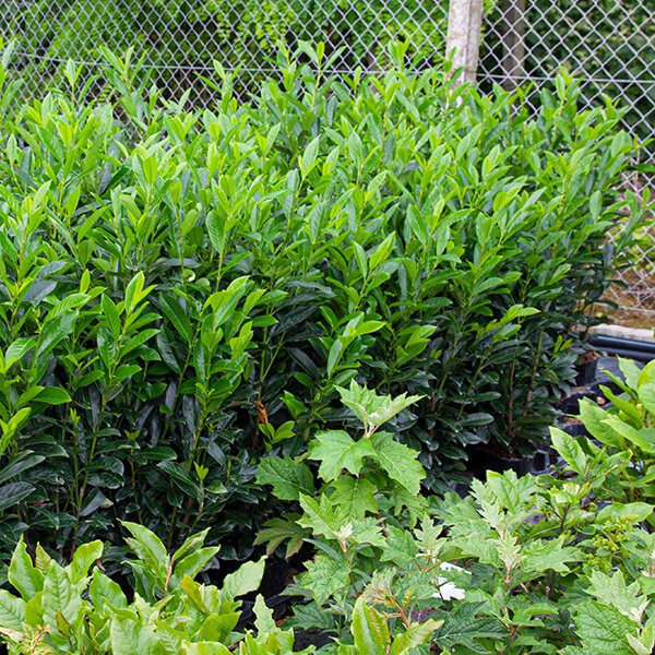 4253664_prunus_elly_04