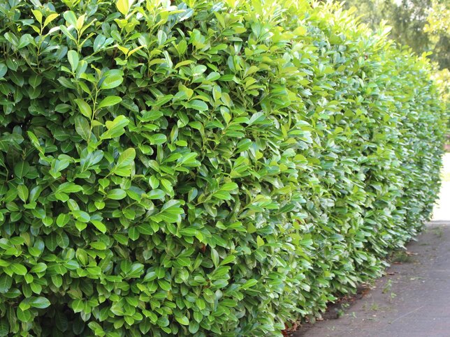 9252958_prunus_novita_01