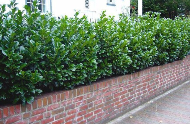 9252958_prunus_novita_04