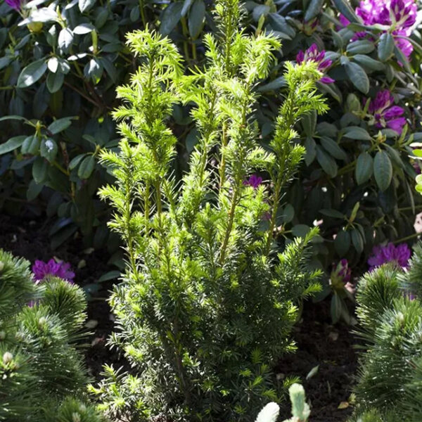 2253801_taxus_hillii_03