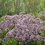 Origanum 'compactum' - pamajorán - Origanum 'Compactum'
