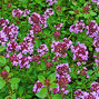 Thymus serpyllum - dúška - Thymus serpyllum