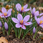 Crocus sativus - šafrán 10ks v balení - Crocus sativus  (1)