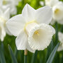 Narcissus 'mount hood' - narcis 5ks v balení - Narcissus 'Mount Hood' 