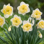 Narcissus 'printal' - narcis 5ks v balení - Narcissus 'Printal'