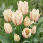 Tulipa 'albion star' - tulipán 5ks v balení - Tulipa 'Albion Star'