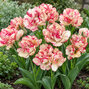 Tulipa 'belicia' 3ks v balení- tulipán - Tulipa 'Belicia' 