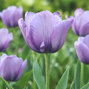 Tulipa 'bleu aimable' - tulipán 5ks v balení - Tulipa 'Blue Aimable'