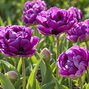 Tulipa 'blue wow' 3ks v balení - tulipán - Tulipa 'Blue Wow'
