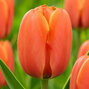 Tulipa 'darwiorange' - tulipán 5ks v balení - Tulipa 'Darwiorange' 