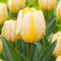 Tulipa 'jaap groot' - tulipán 5ks v balení - Tulipa 'Jaap Groot' 