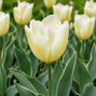 Tulipa 'purissima design' 5ks v balení - Tulipa 'Purissima Design'
