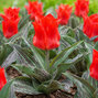 Tulipa 'red ' - tulipán 5ks v balení (kópia) - Tulipa 'Red Riding Hood'