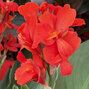 Canna 'orange' - kana k2l - Canna 'Orange'