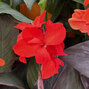 Canna 'red' - kana k2l - Canna 'Red'