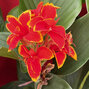 Canna 'red yellow flame' - kana k2l - Canna 'Red Yellow Flame'