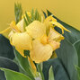 Canna 'yellow' - kana k2l - Canna 'Yellow'