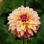Dahlia 'gitt's crazy' - dália vk - Dahlia Gitt's Crazy 1