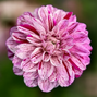 Dahlia 'ida mae' - dália vk - Dahlia Ida Mae 1