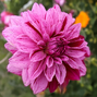Dahlia 'nikolas tesla' - dália vk - Dahlia 'Nikolas Tesla' - dália VK 2
