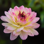 Dahlia 'zingaro' - dália vk - Dahlia Zingaro 1