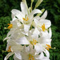 Lilium candidum - liečivá ľalia k1l - Lilium candidum