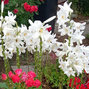 Lilium candidum - liečivá ľalia k1l - Lilium candidum 1