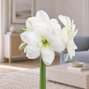 Amaryllis 'alaska' - zornica 30/32 - Amaryllis 'Alaska' 
