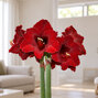 Amaryllis 'andes fever' - zornica 30/32 - Amaryllis 'Andes Fever' 