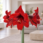 Amaryllis 'andes fire' - zornica 36/38 - Amaryllis 'Andes Fire'