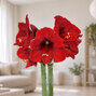 Amaryllis 'andes sunset' - zornica 30/32 - Amaryllis 'Andes Sunset' 