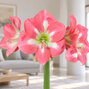 Amaryllis 'cape horn' - zornica 30/32 - Amaryllis 'Cape Horn' 